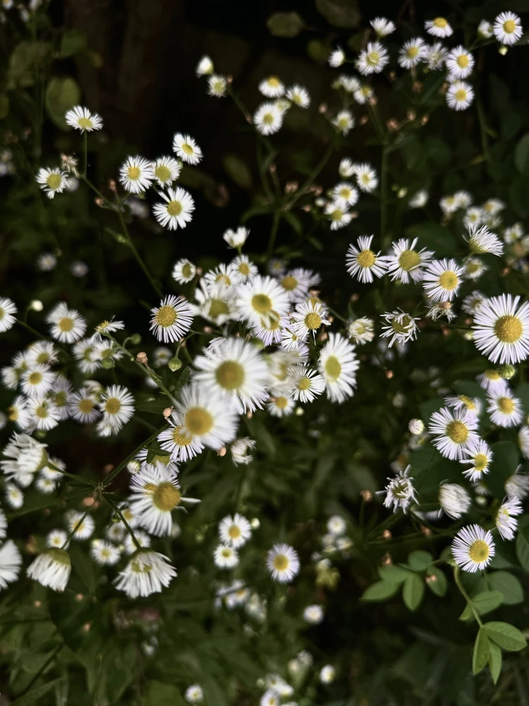 Obrázek nahrál Irónia