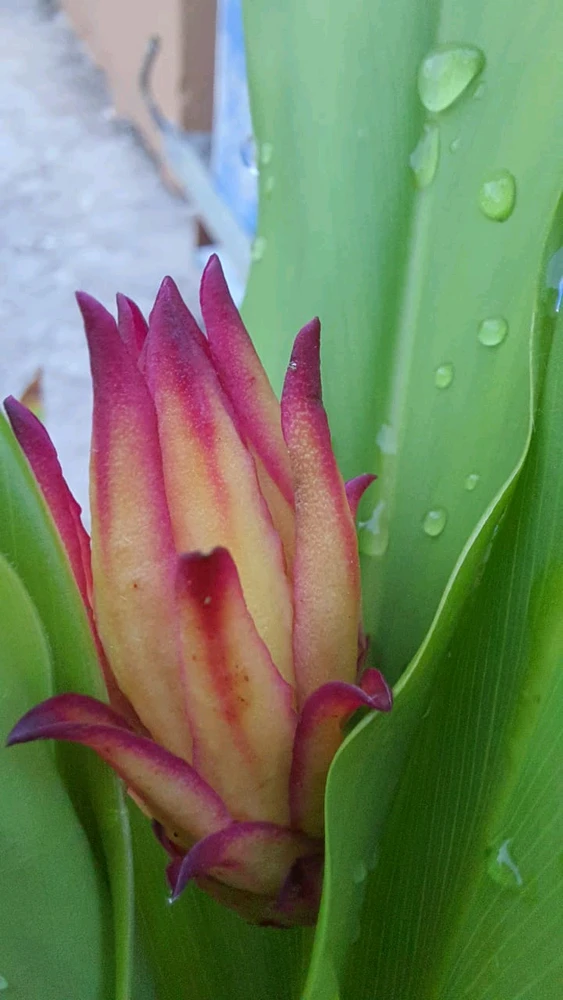 Image uploaded by Deebassmita k Manna