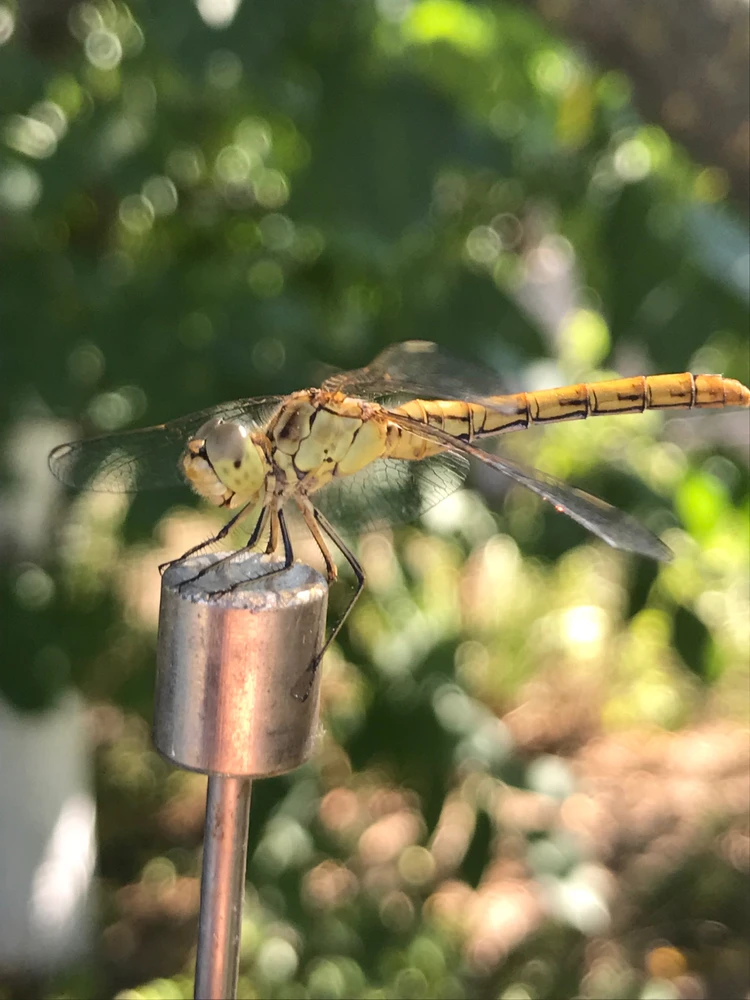 Зображення завантажив Сергій