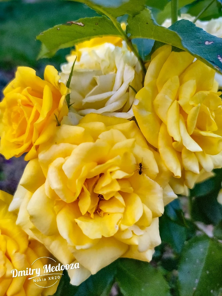 Фото загрузил 🌠 Dmitry 🌌