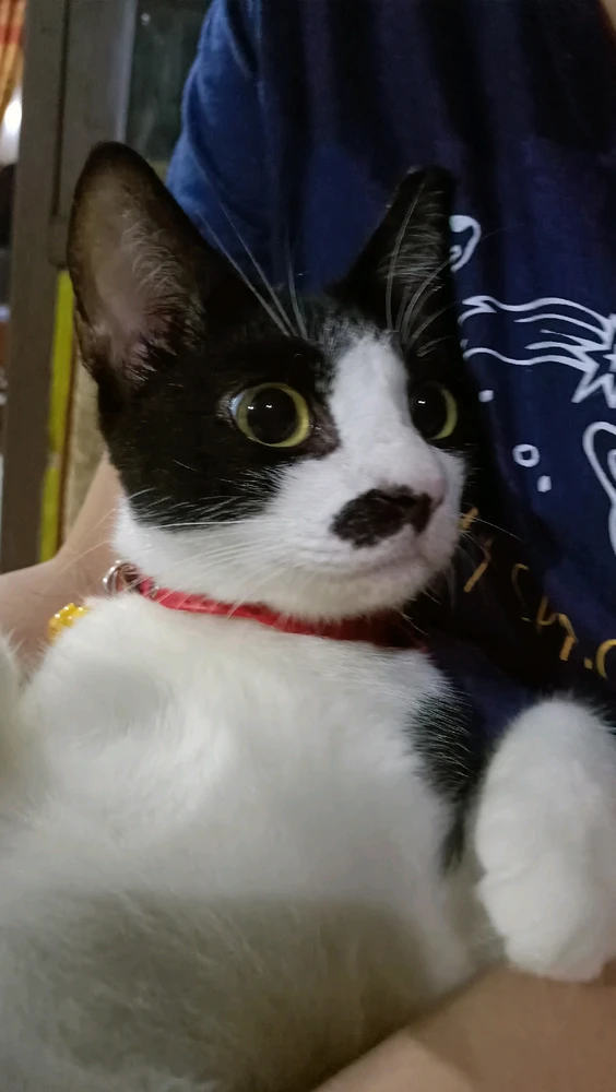 Gambar diunggah oleh okky