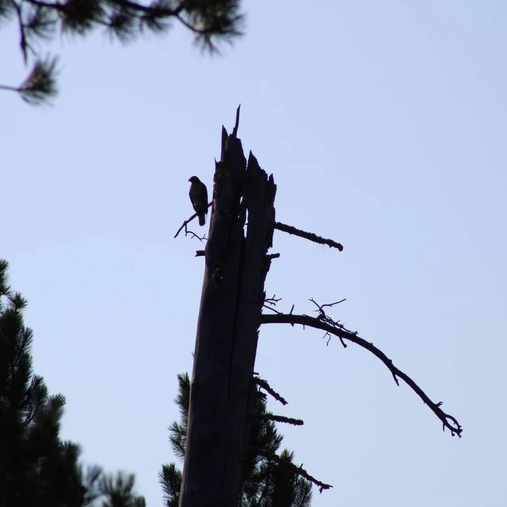 Falcon perched atop a burned tree among the aftermath of the Bootleg Wildfire -2021
