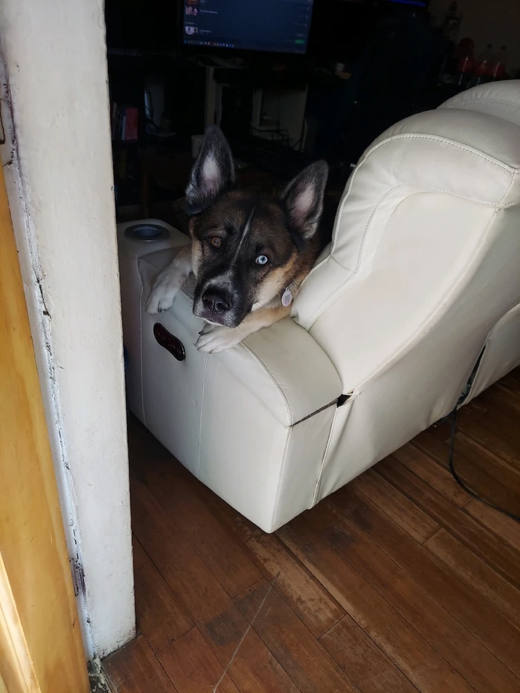 Image uploaded by Gustavo Alfonso Jr