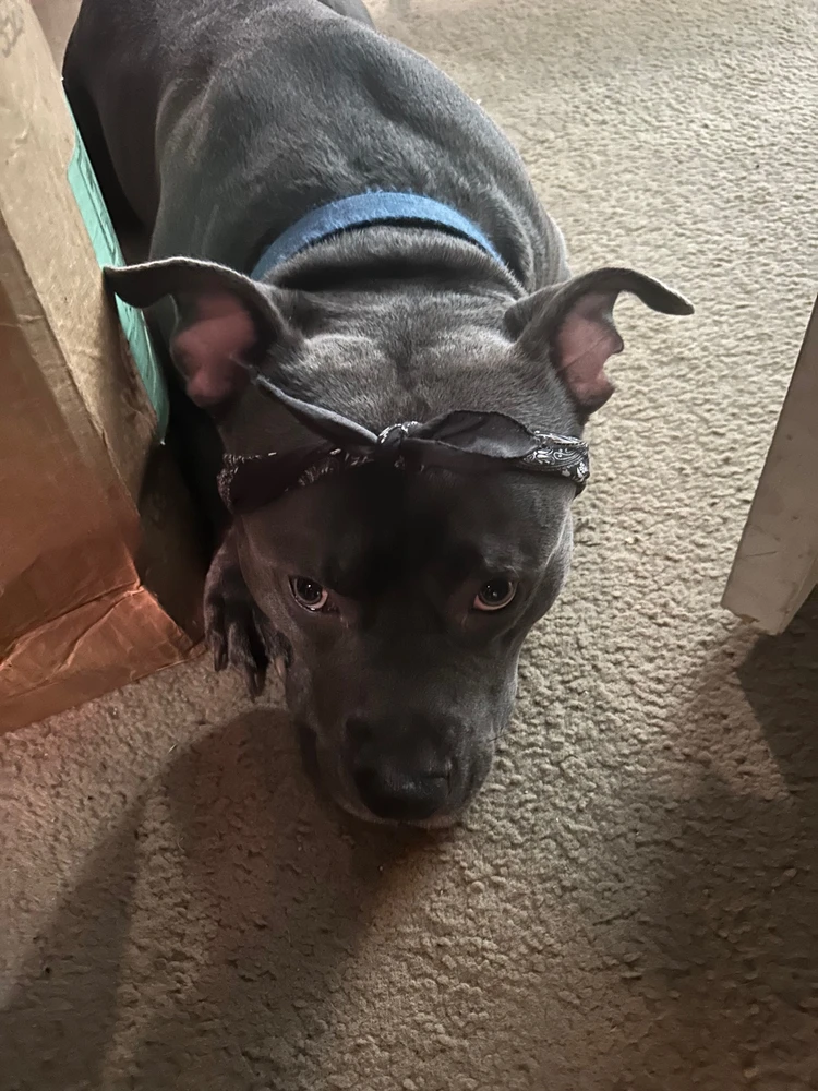 Image uploaded by Pedro