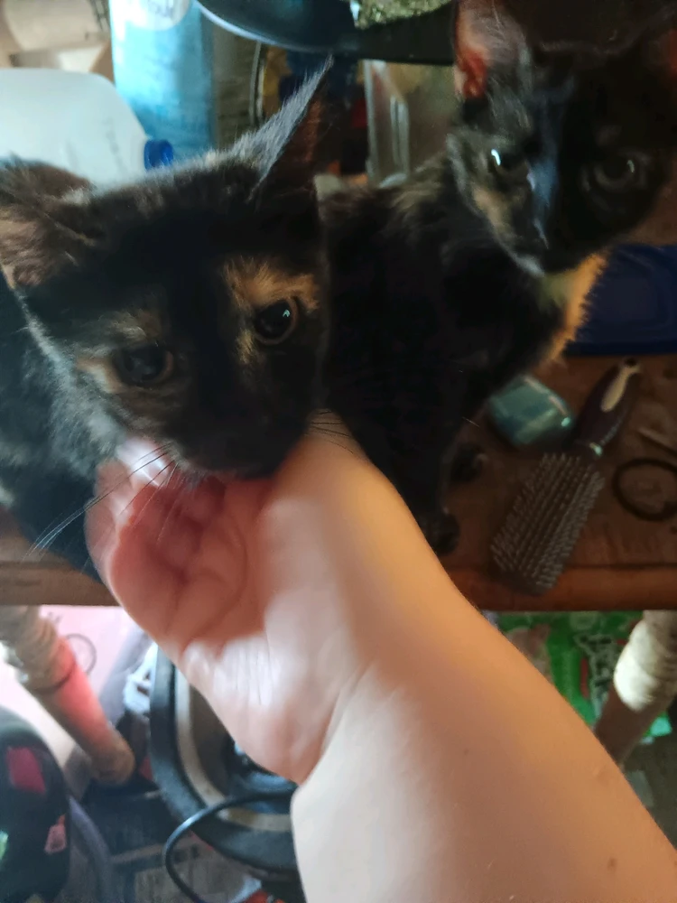 Trouble (left side) and Mischief (right side) the twin torties.