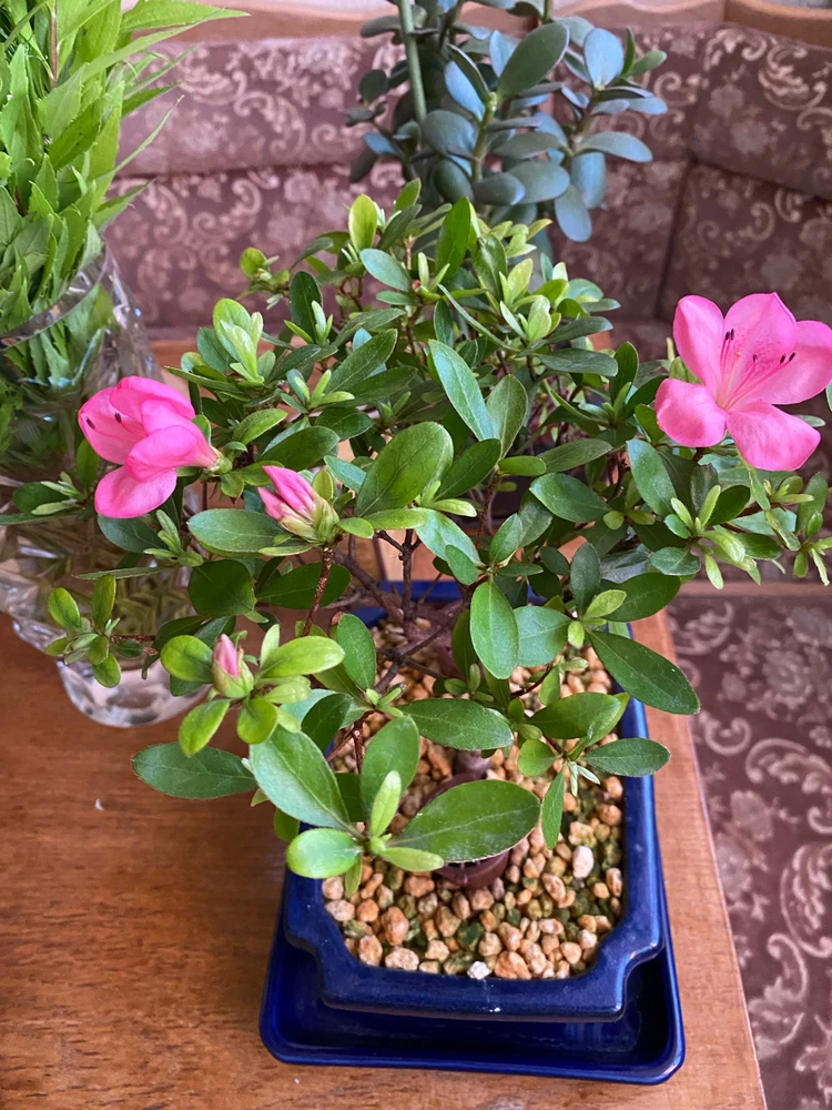 Зображення завантажив Денис