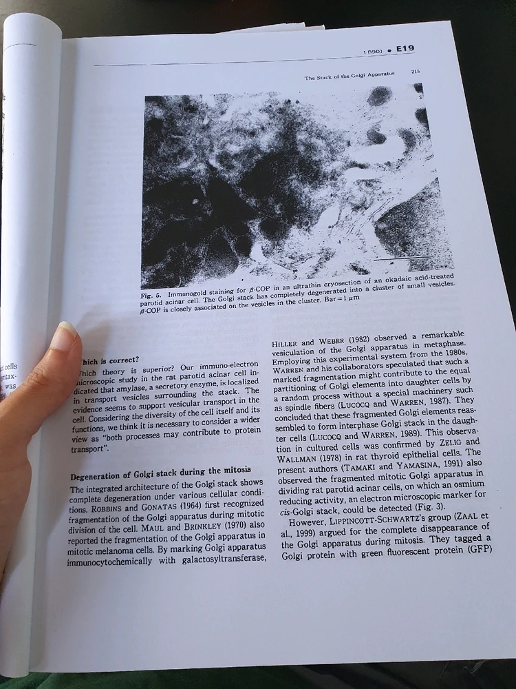 Image uploaded by Ze'ev