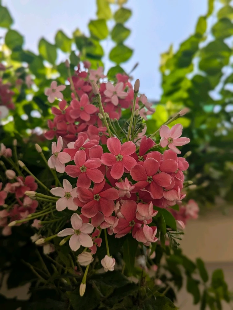 Image uploaded by VJ