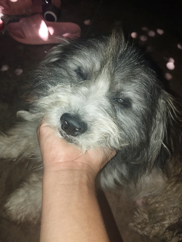 Imazhi u ngarkua nga Rio