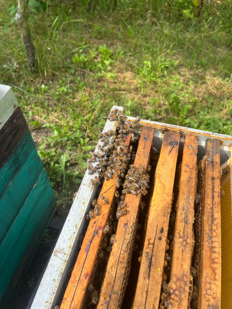 Napraforgón ellenőrzés