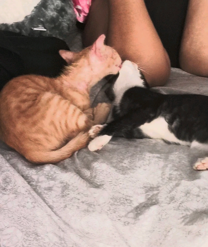 Imagen subida por Albert