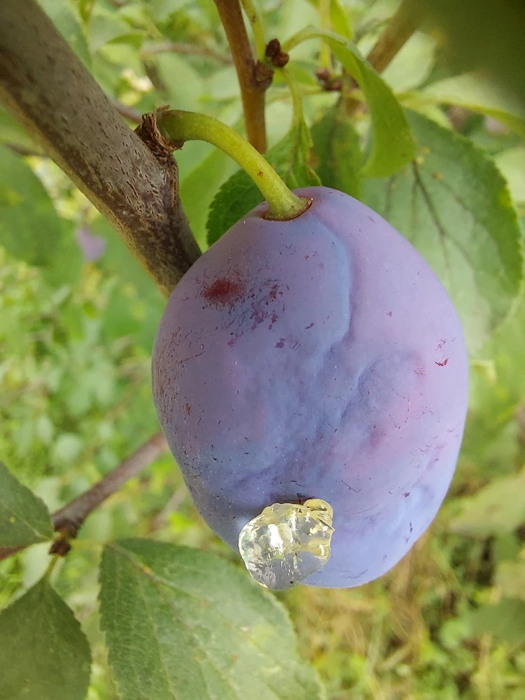 Obrázek nahrál Táňa