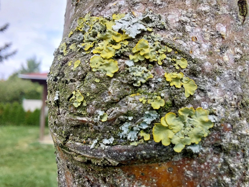 Obrázek nahrál Táňa