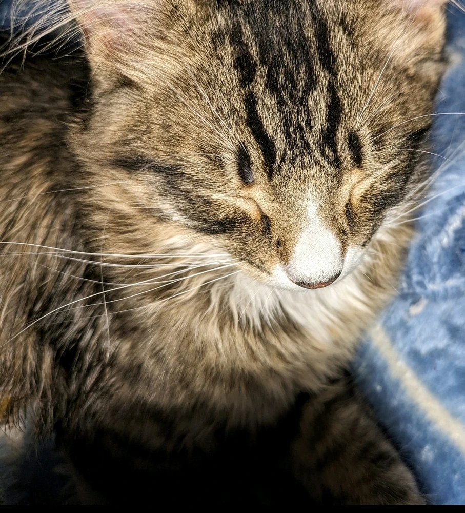 Cat, cats, kitten, pets, animals, animal, random