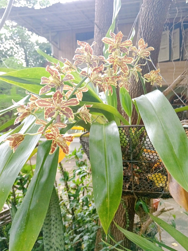 รูปที่อัพโหลดโดย ธาริณี