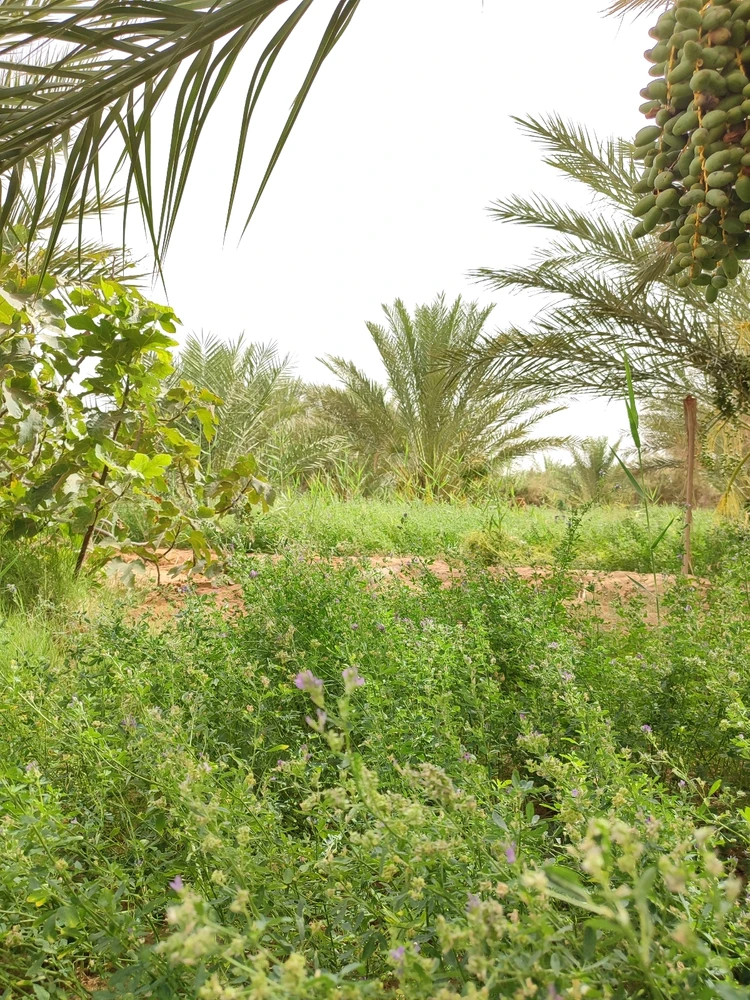 Immagine caricata da Hamzus