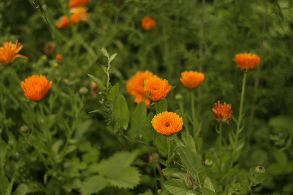 Obrázek nahrál Erika