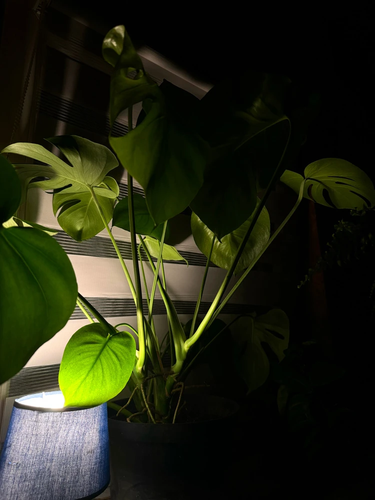 Zdjęcie dodane przez Hiacynt