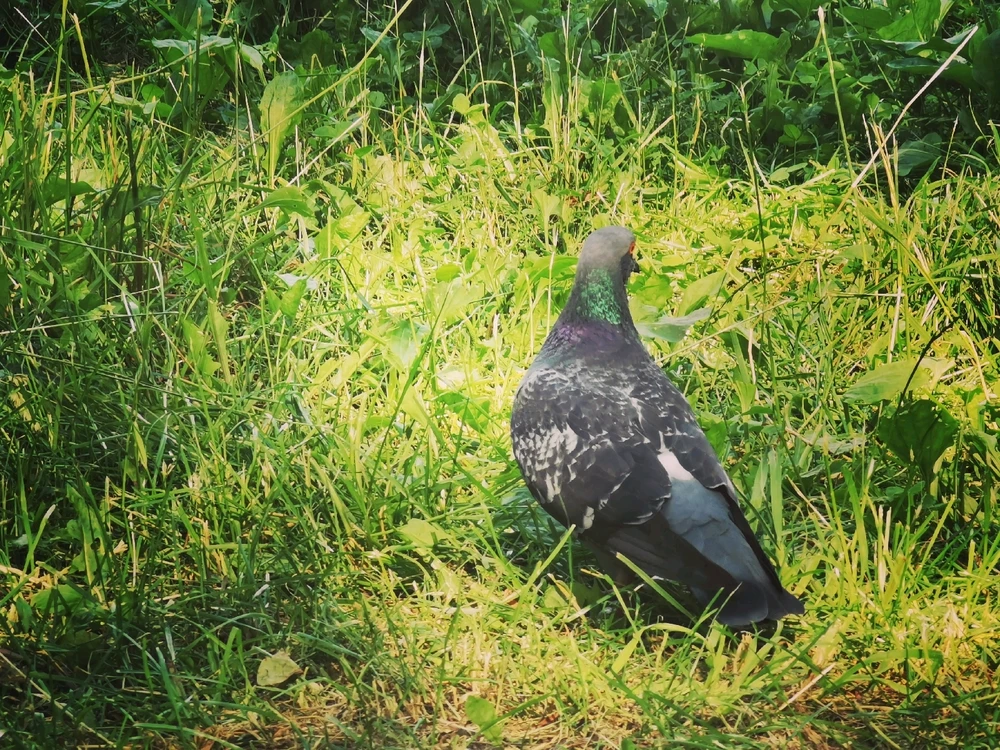 Фото загрузил Nikita