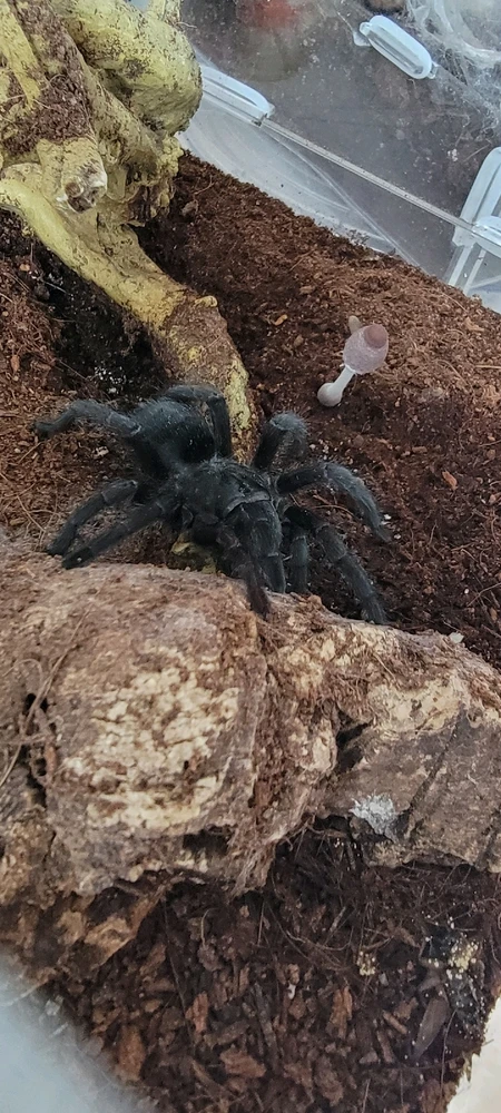 Image uploaded by Brittany