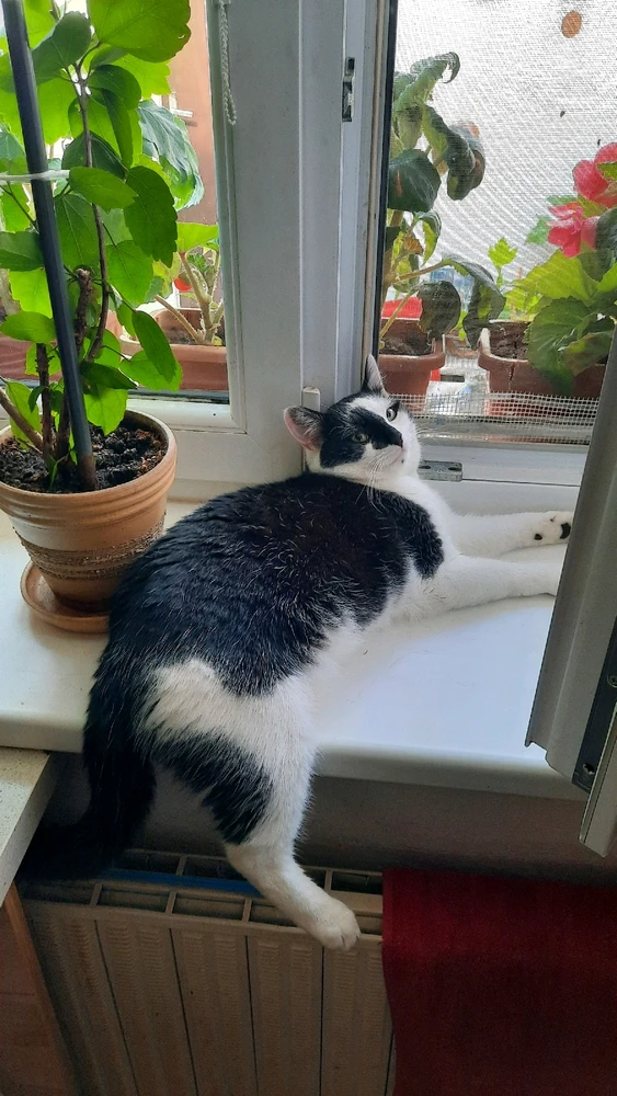 Obrázek nahrál Jiří Bohuslav