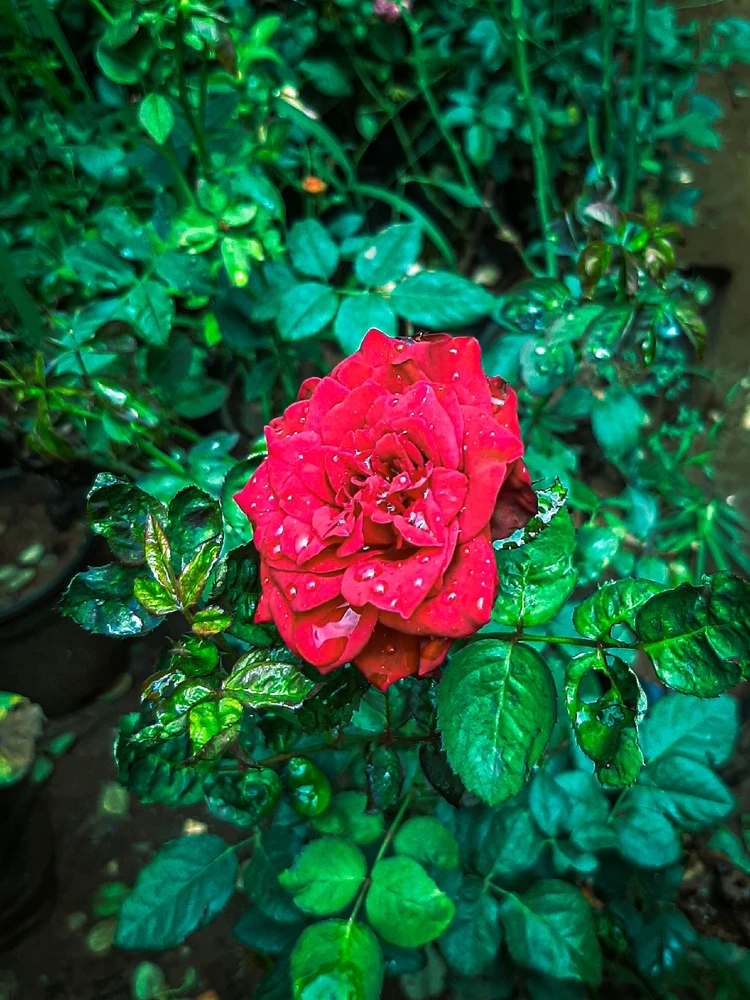 Image uploaded by Abhishek