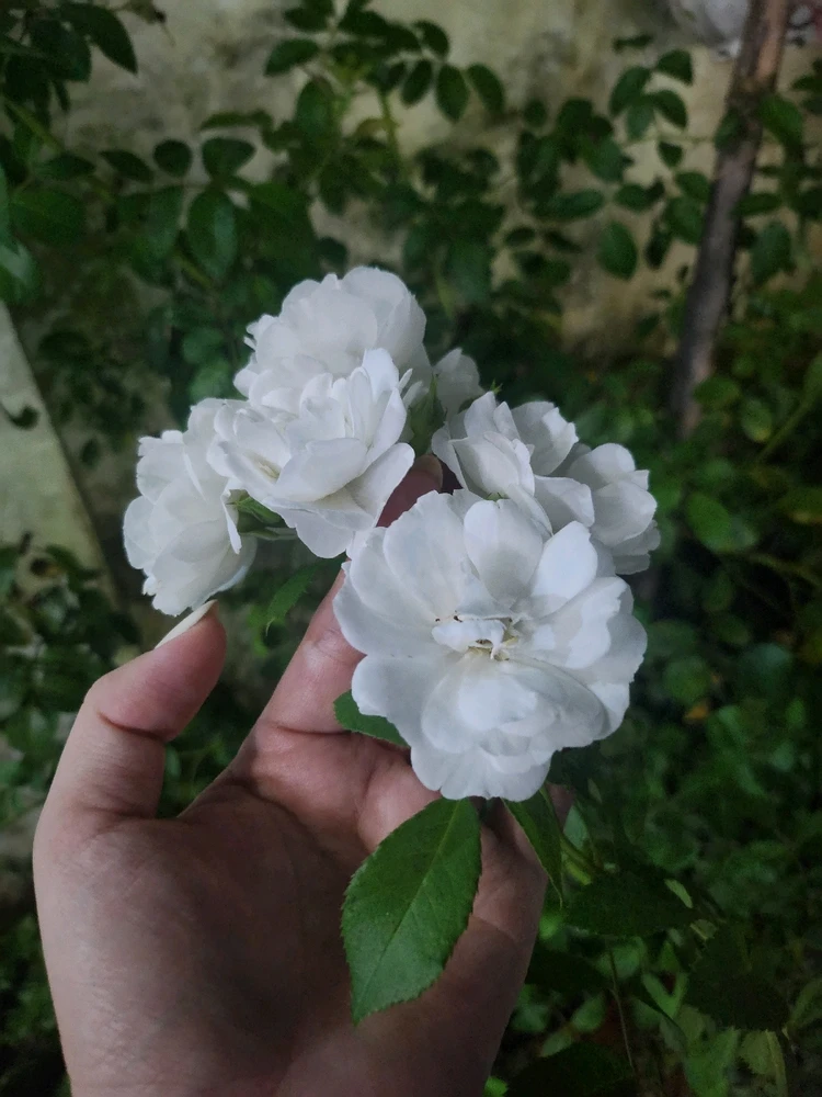 Ảnh do Hannah tải lên