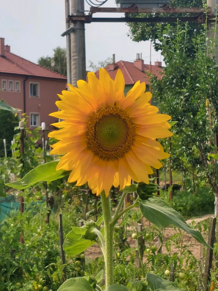 Obrázek nahrál Táňa