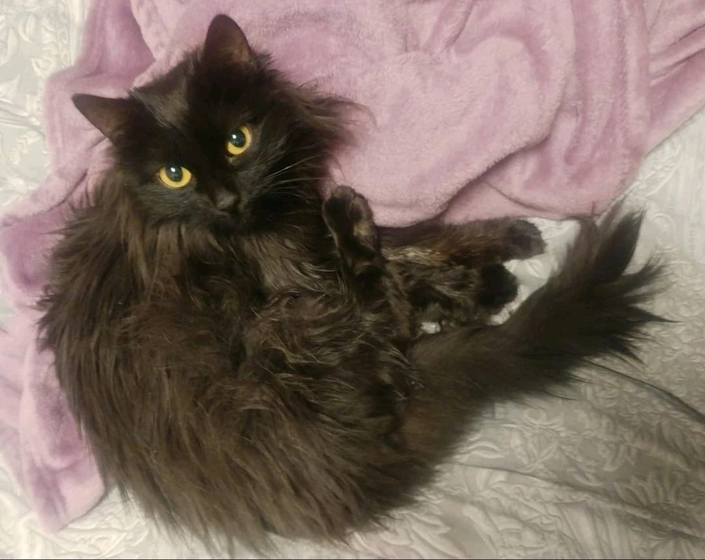 Image uploaded by Andurinha