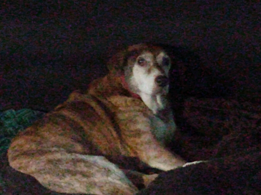 Image uploaded by Lj