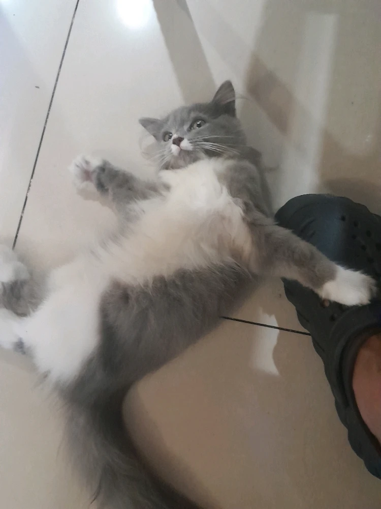 I-upload ni Ralph ang larawan