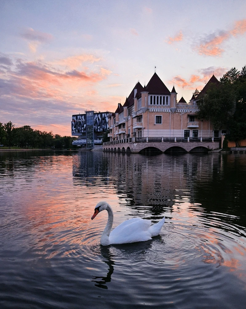 The swan