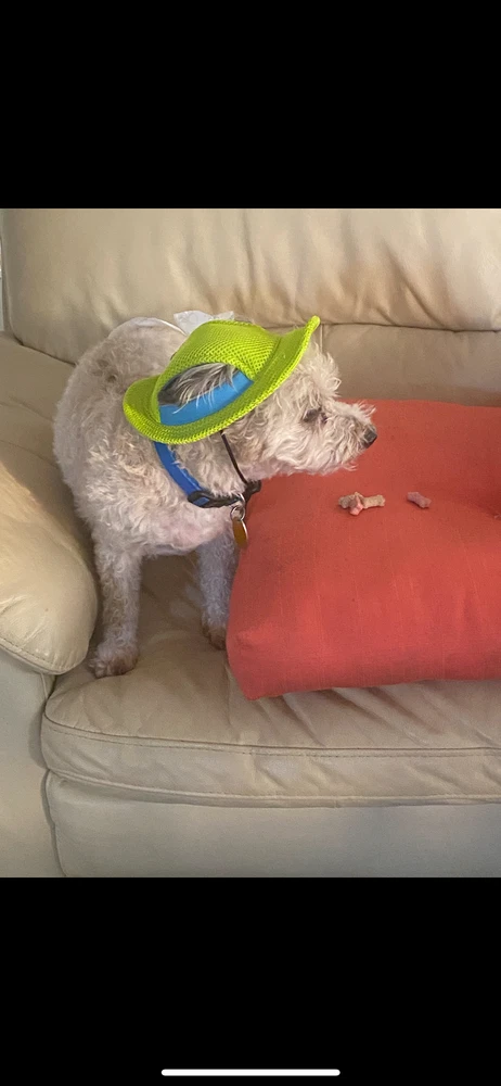 Image uploaded by Dilin