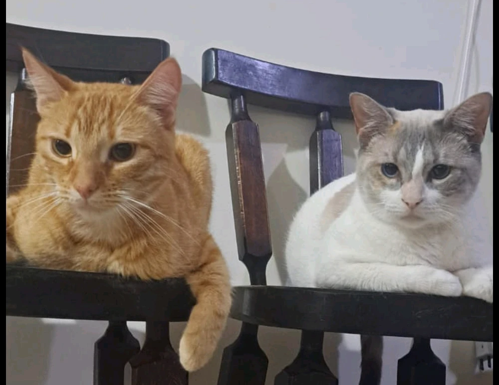 Fondo claro. Hay dos sillas de madera y en cada uno de ellas, un gato. Están sentados como un pan.