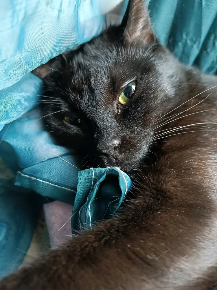 Obrázek nahrál Kai