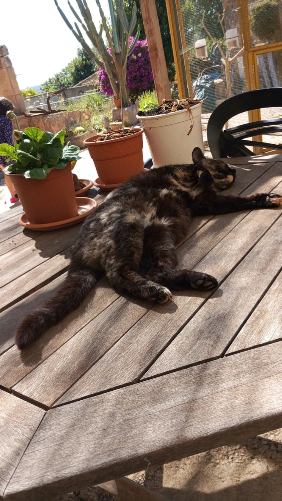 Imatge pujada per Aurora