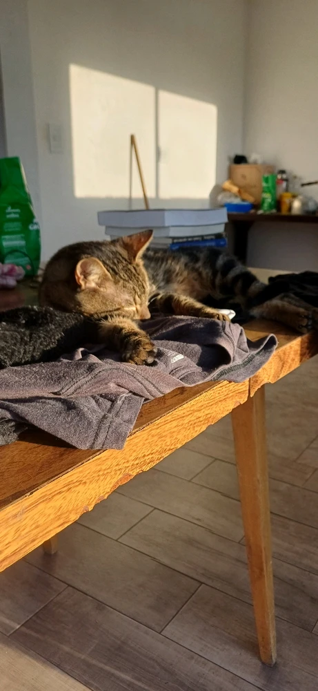 El pequeño Coco 😾