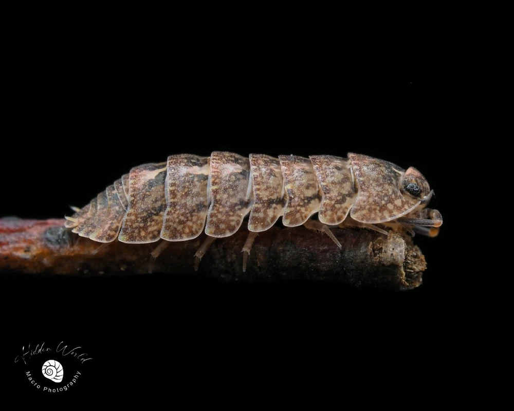 Gambar diunggah dening John