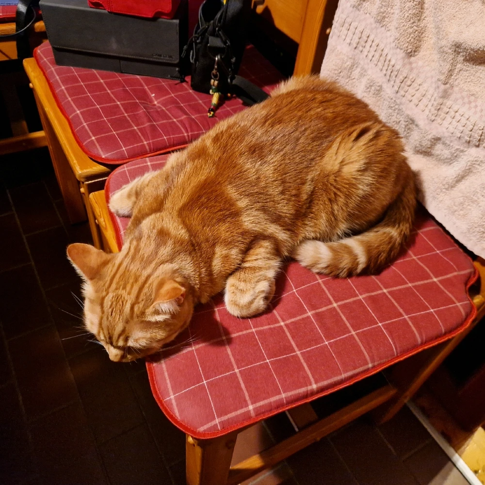 This is Findusz, my orange cat using his signature fried chicken/turtle position on our chair in the dining room.