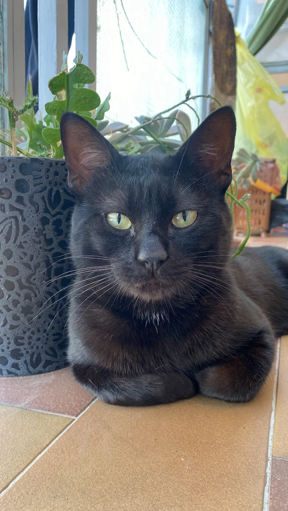 Gucci the black cat merchant
