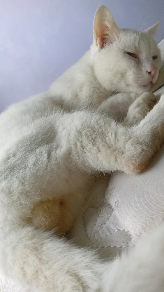 Gambar diunggah oleh Raisatroika