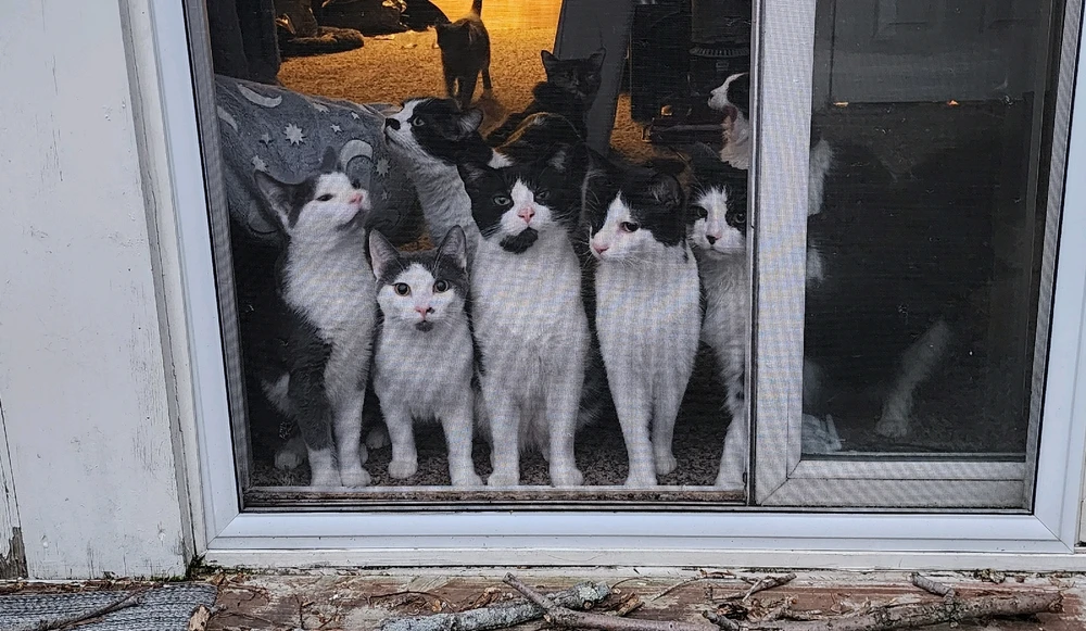 Bilde lastet opp av Joe