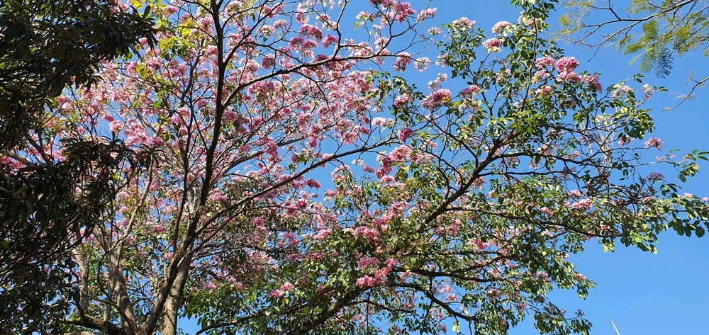 Imagem enviada por Paulo