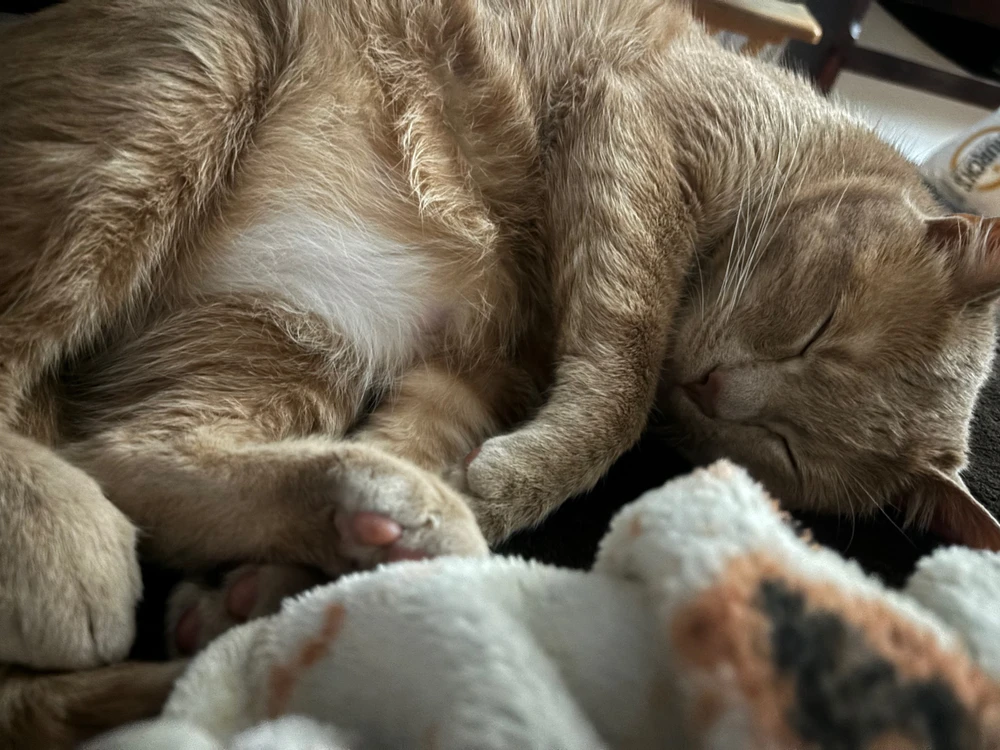 Image uploaded by Carmine