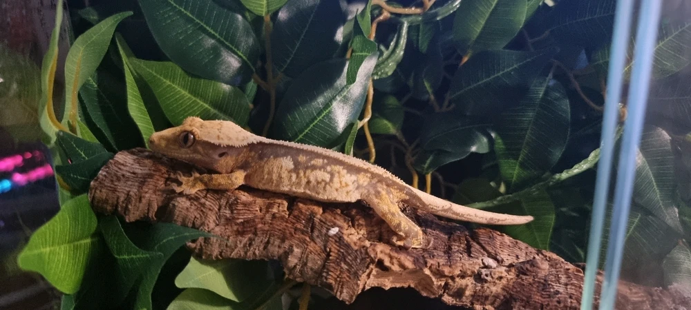 Image uploaded by Luka