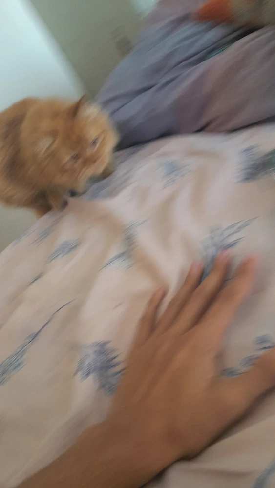 #cats #animal #pets #love
