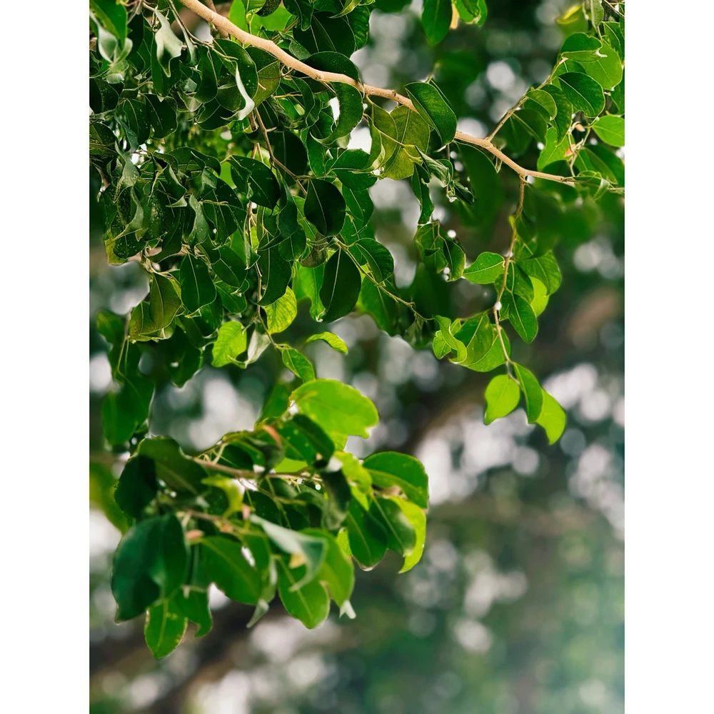 Morgan တင်ထားသော ပုံ