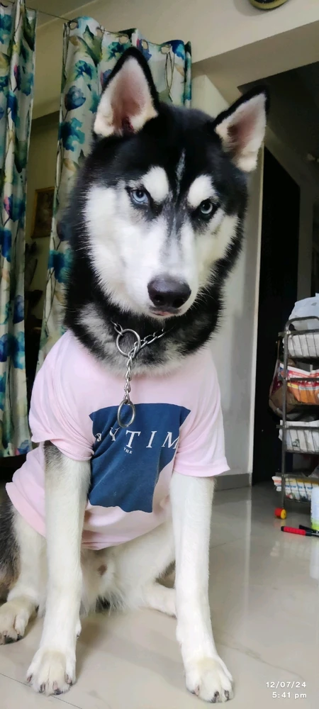 #Husky #Mylove #handsome #charming #Alphamale