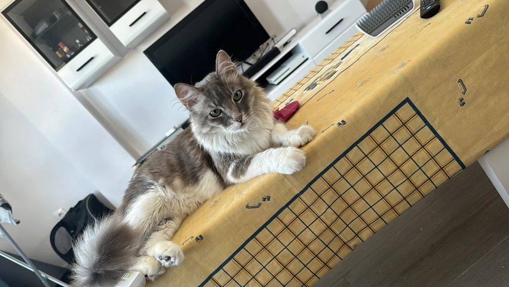 Imagen subida por Tomás