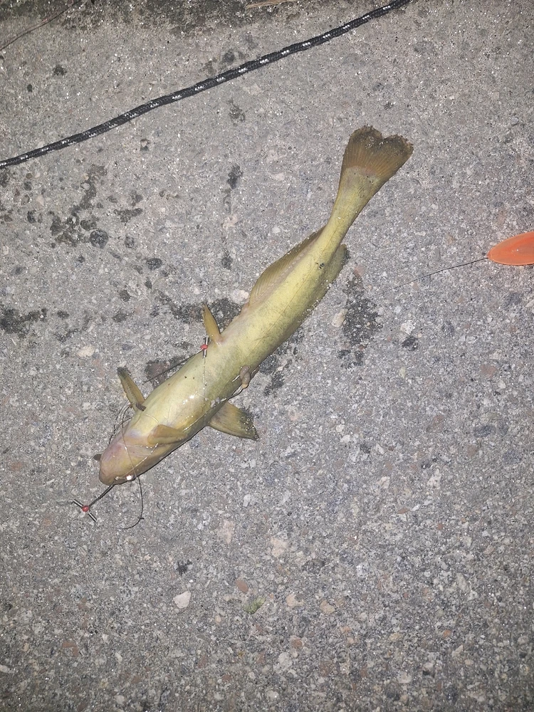 Yeonsu Kim님이 올린 사진